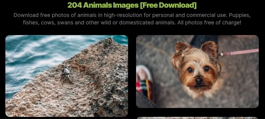 Picjumbo — бесплатный фотосток без регистрации